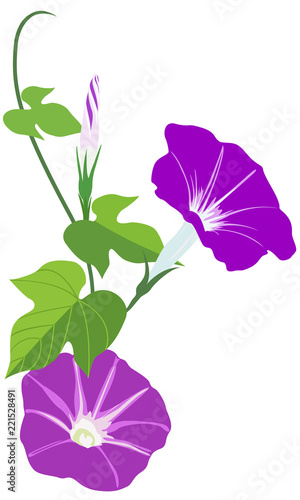 Vector Illustration Of Morning Glory Flowers With Leaves Isolated On White Background Japanese Asagao Flowers Stock Illustration Adobe Stock