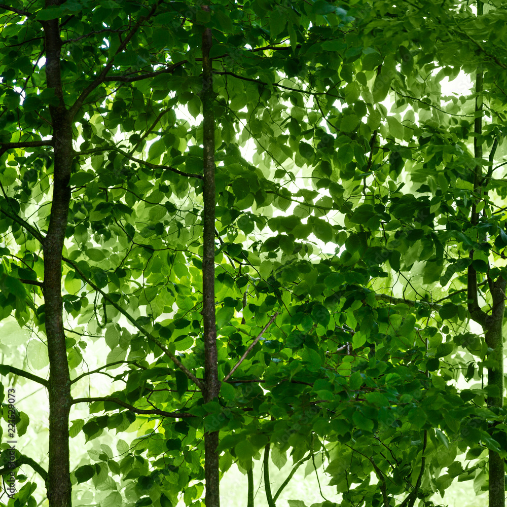 Obraz premium Pod baldachimem zachodzących na siebie zielonych liści; wzór złożony z wielu liści ułożonych warstwowo w różnych odcieniach zieleni