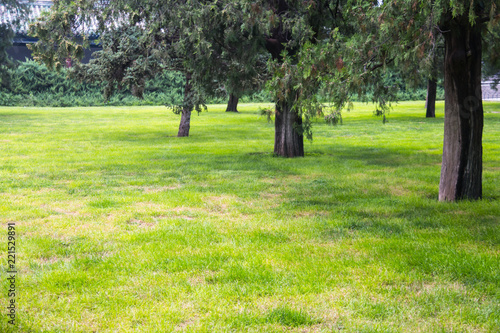 Summer lawn at sunset