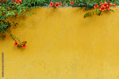 Background closeup textured bright yellow wall with creeping red flowers