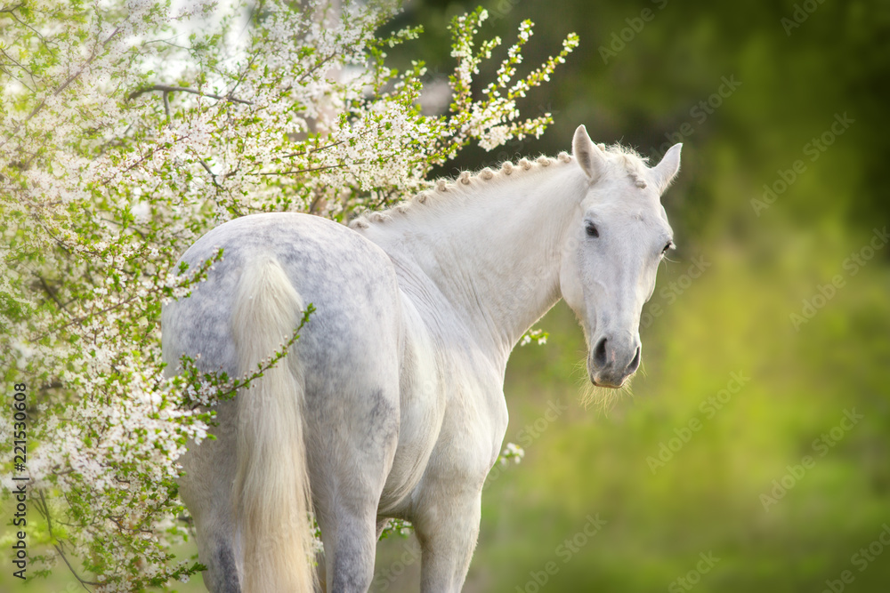 Fototapeta premium Piękny biały koń w wiosennym kwiecie