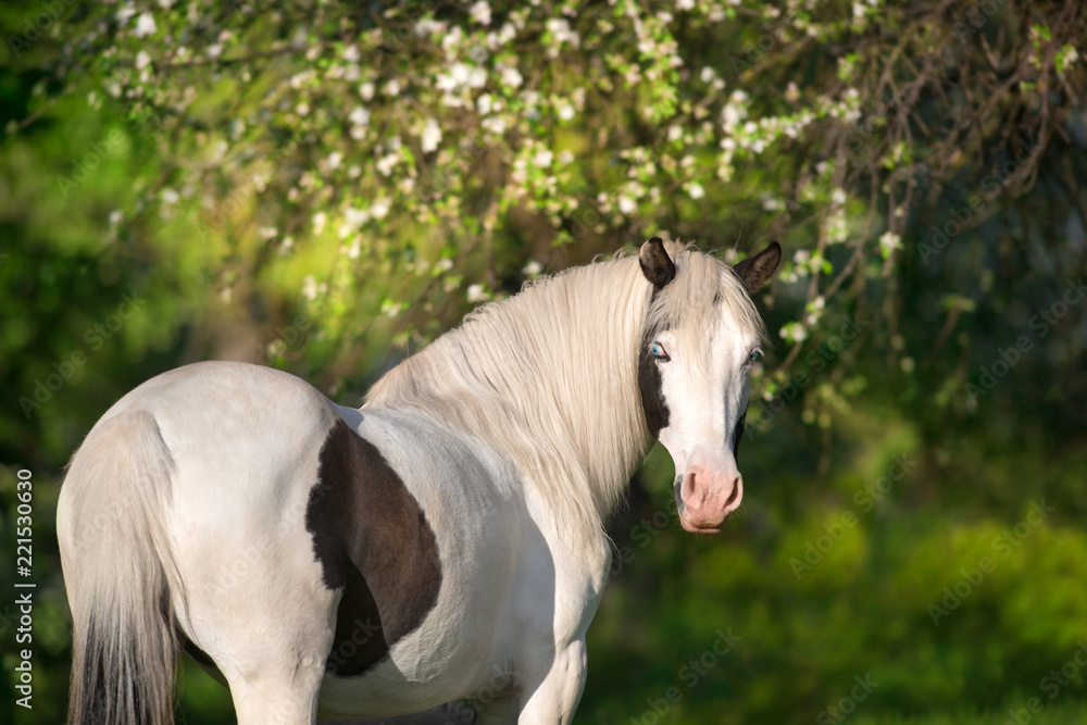 Pinto horse close up portrait in spring blossom Pinto horse close up portrait in spring blossom