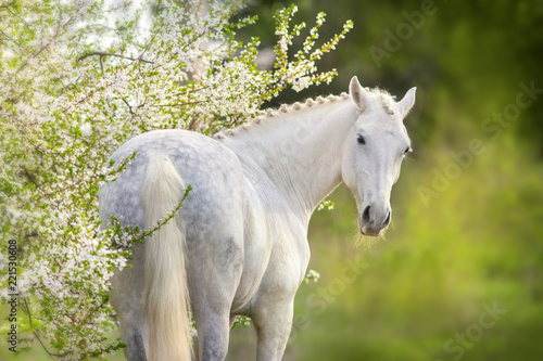 Beautiful white horse in spring blossom