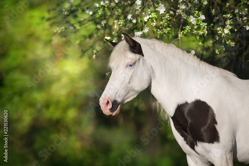 Fototapeta Naklejka Na Ścianę i Meble -  Pinto horse close up portrait in spring blossom
