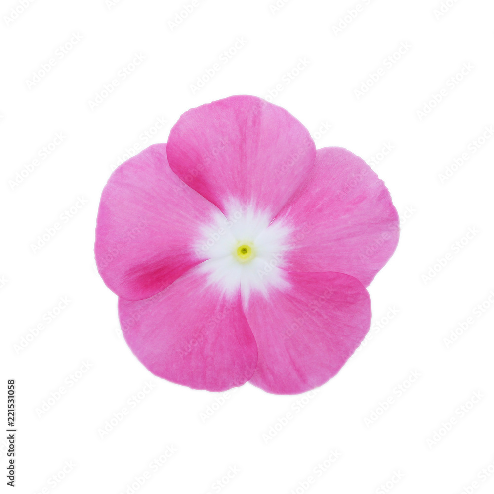 Isolated Madagascar periwinkle  flower