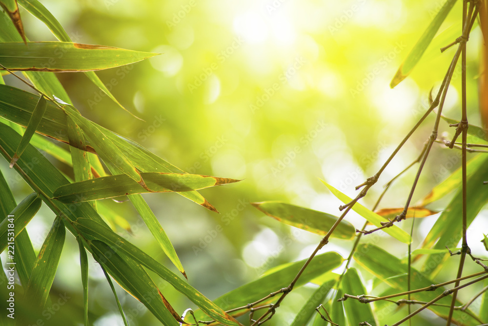 bamboo leaf in bright sunlight background bamboo leaf in bright sunlight background
