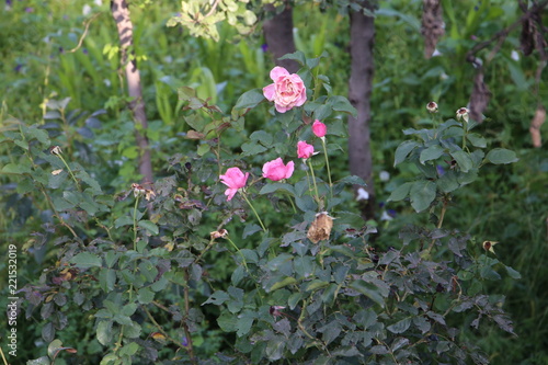 Pink wild wood rose in the garden  (Rosa woodsii)