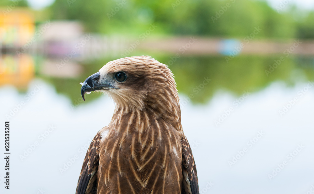 Fototapeta premium Healthy brown hawk portrait with blurred lake background