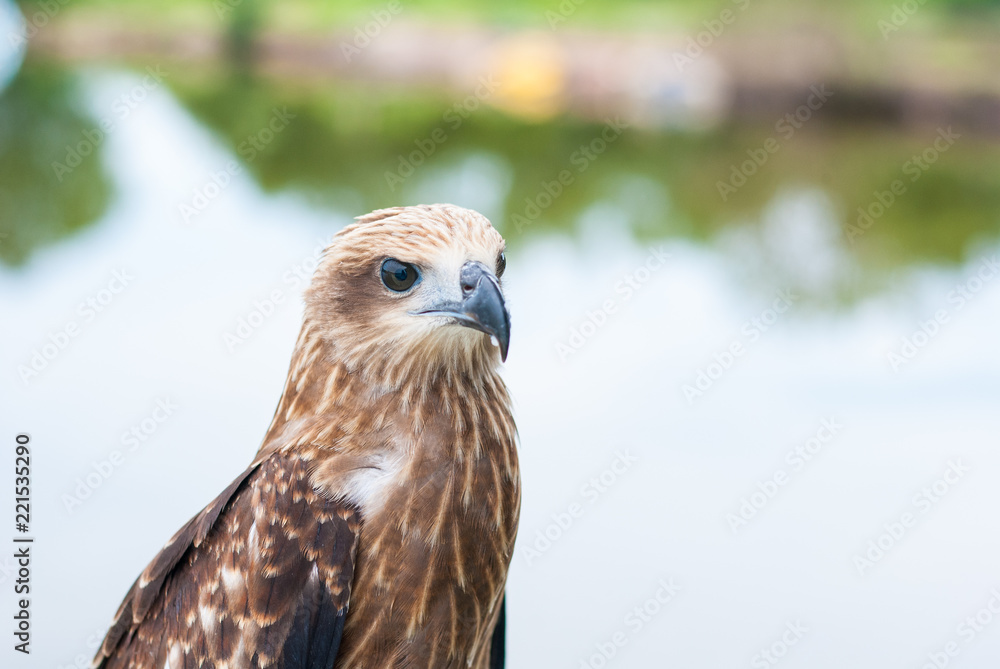 Healthy brown hawk portrait with blurred lake background Healthy brown hawk portrait with blurred lake background