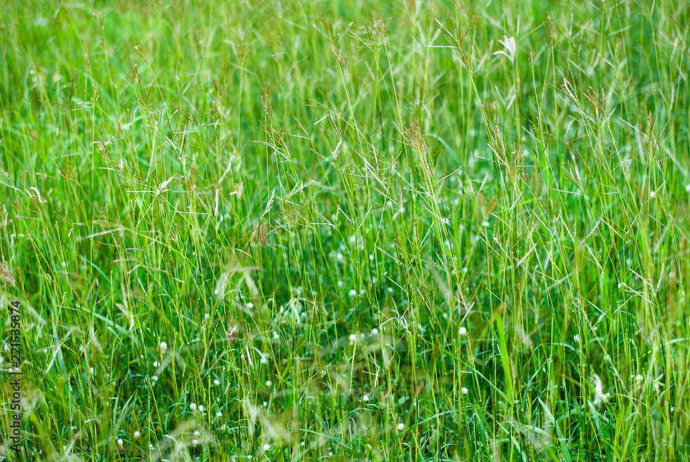 Abstract grass moving by evening wind background, relaxing and soothing nature feeling Abstract grass moving by evening wind background, relaxing and soothing nature feeling