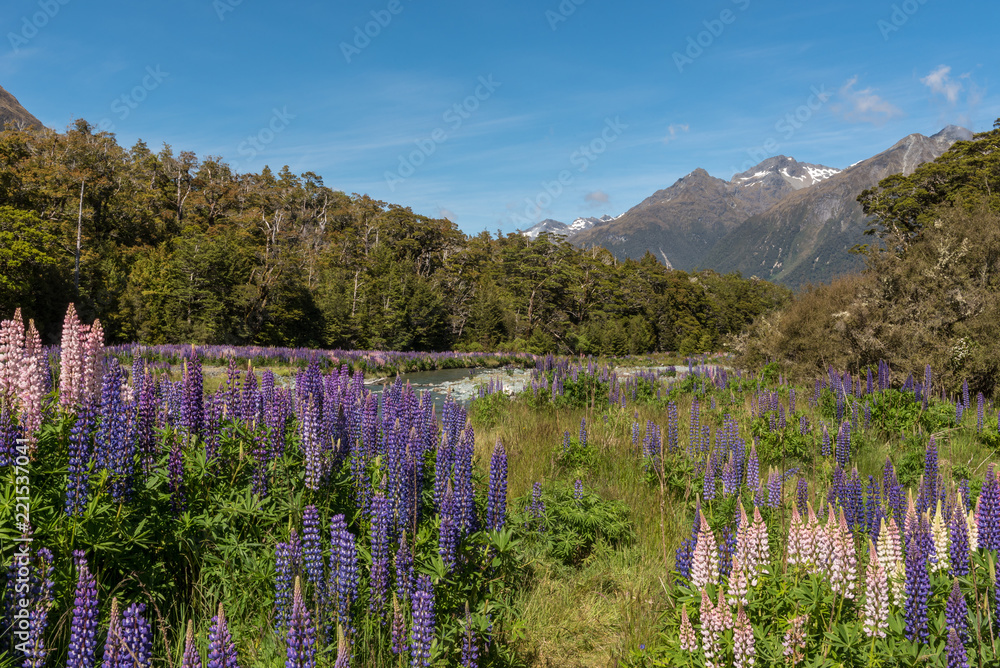River in a valley in Fiordland National Park, New Zealand. Pink and blue lupins in the foreground, and forest and mountains in the background.