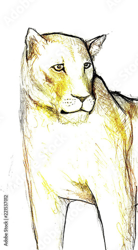 Fototapeta Naklejka Na Ścianę i Meble -  Hand-drawn illustration of a lioness 