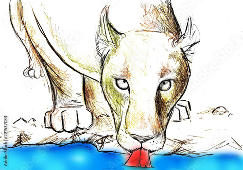 Fototapeta Naklejka Na Ścianę i Meble -  Hand-drawn illustration of a lioness drinking water