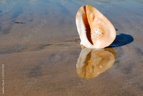 Big Sea shell is on the sand on the beach of Nusa Duo. The Island Of Bali 