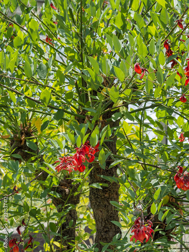 Erythrina crista-galli. Le Ceibo ou bucaré originaire d'Amérique du sud. Un arbuste aux branches épineuses avec des grappes de fleurs rouges en forme de crêtes de coq. photo