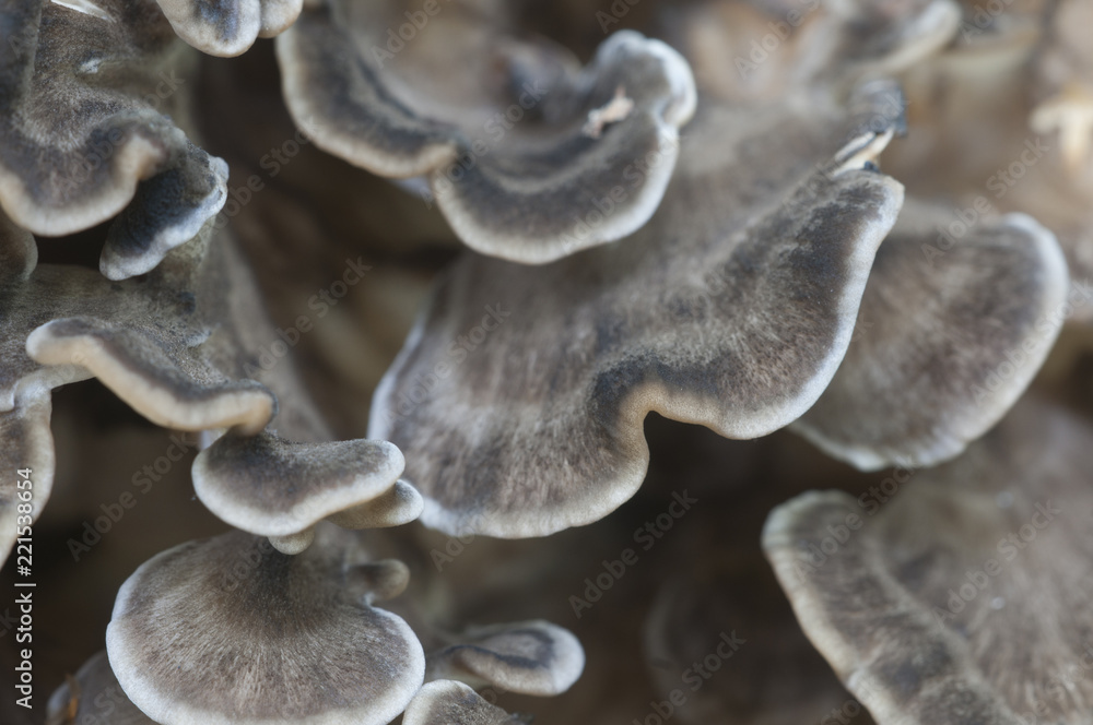 Grifola frondosa Grifola frondosa