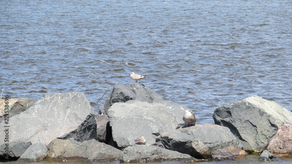 Obraz premium Gulls Posing