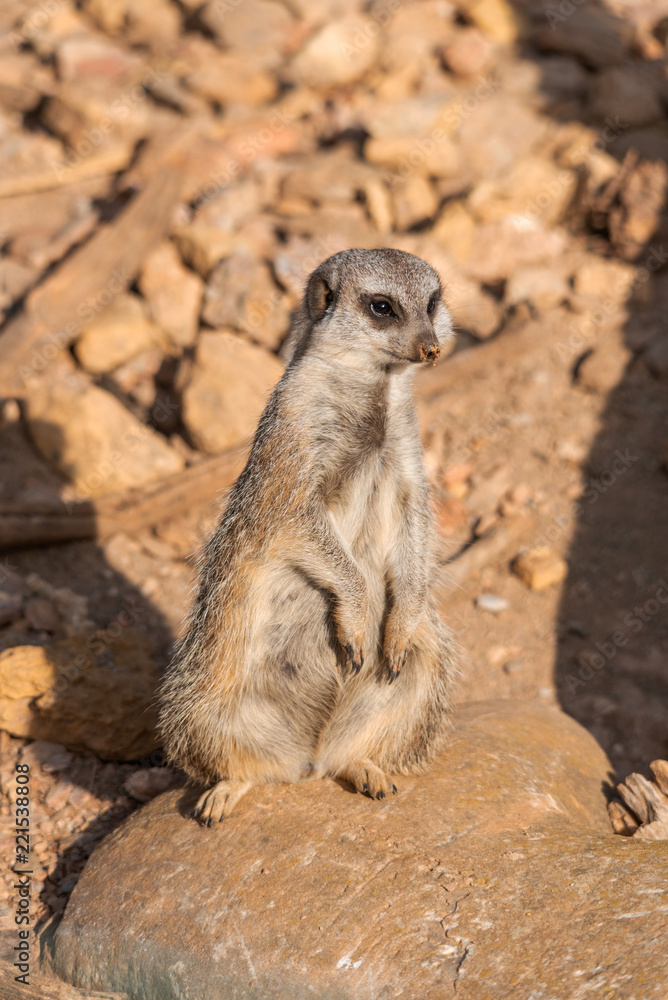 A meerkat standing on a rock A meerkat standing on a rock