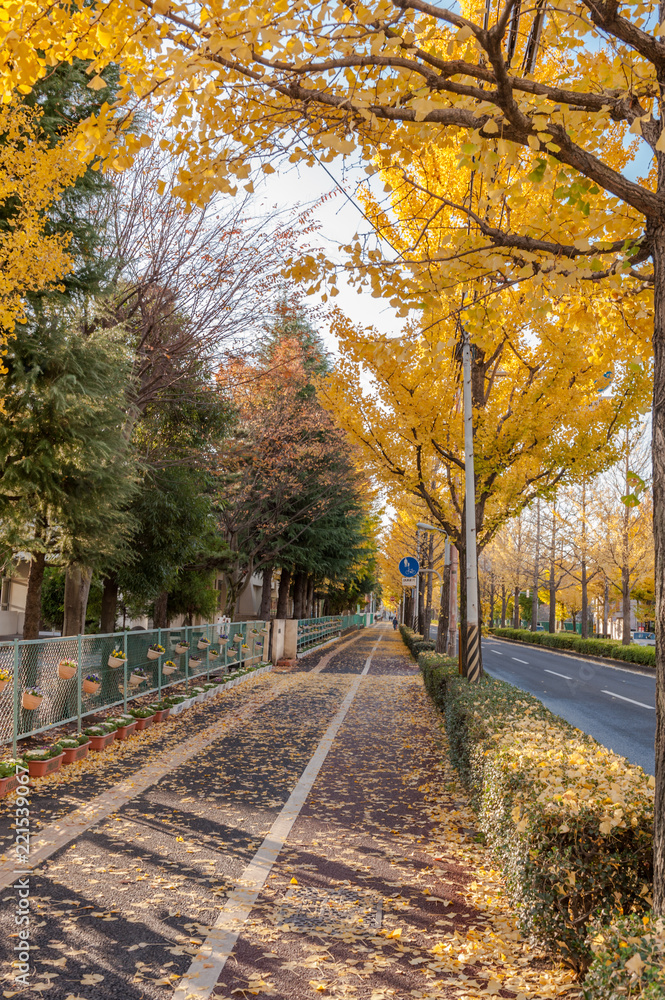 Naklejka premium イチョウ並木の仙台市上杉通付近