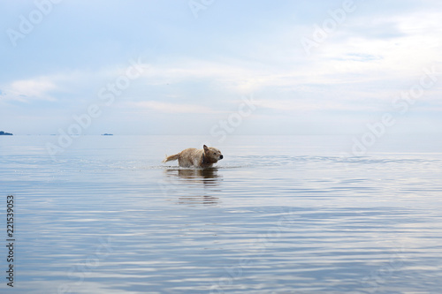 Wallpaper Mural Red-haired dog breeds golden retriever stands in the sea and shakes himself off Torontodigital.ca