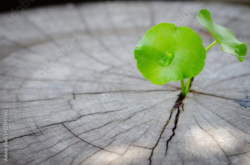 new green leaf born on old tree, water drop on new green leaf ,nature stock photo.