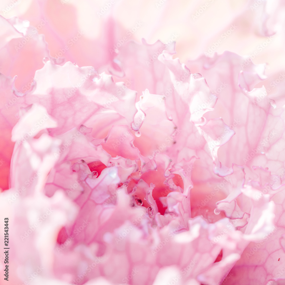 Close up of blooming cabbage in a garden. Pink flower.