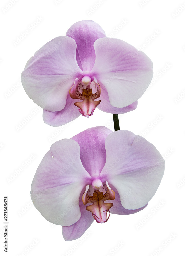 White purple orchids (Latin Orchidaceae). Isolated on a white background White purple orchids (Latin Orchidaceae). Isolated on a white background