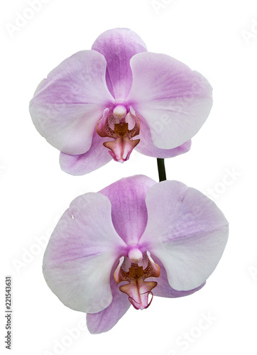 White purple orchids  Latin Orchidaceae . Isolated on a white background