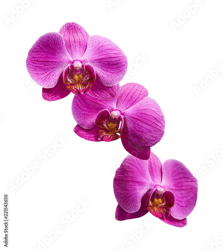 White purple orchids  Latin Orchidaceae . Isolated on a white background