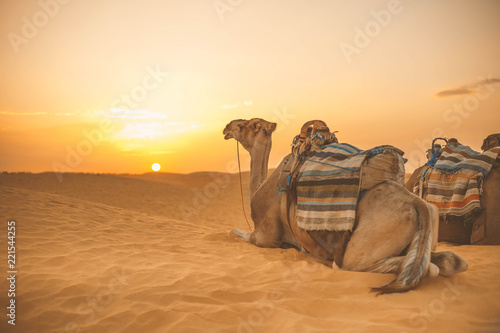 camel in the Sahara Desert