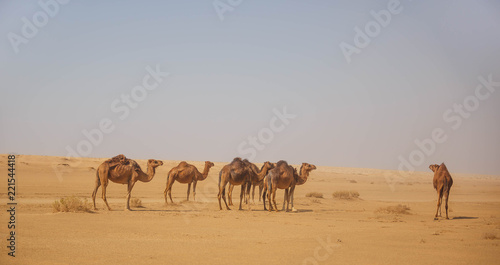 camel in the Sahara Desert