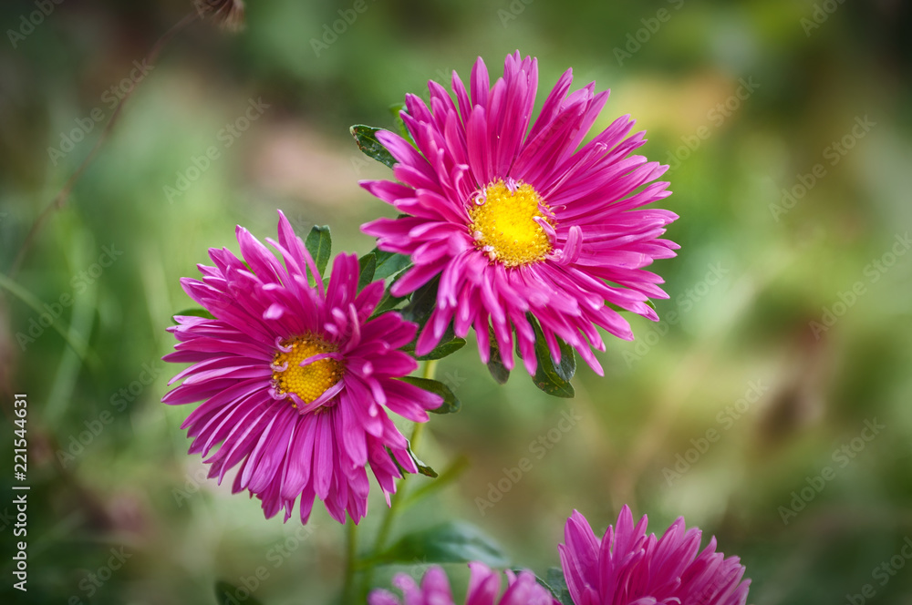 Aster Aster