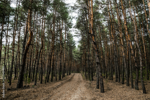Fototapeta Naklejka Na Ścianę i Meble -  Dirt road in the autumn pine forest