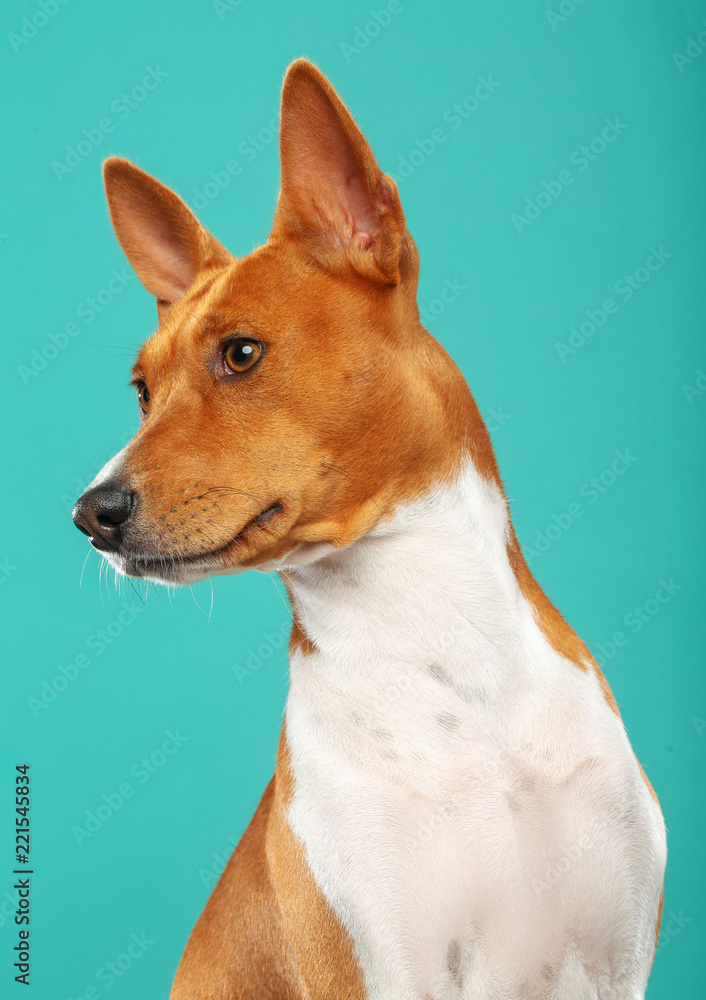 Basenji Dog on Isolated Blue Background in studio Basenji Dog on Isolated Blue Background in studio
