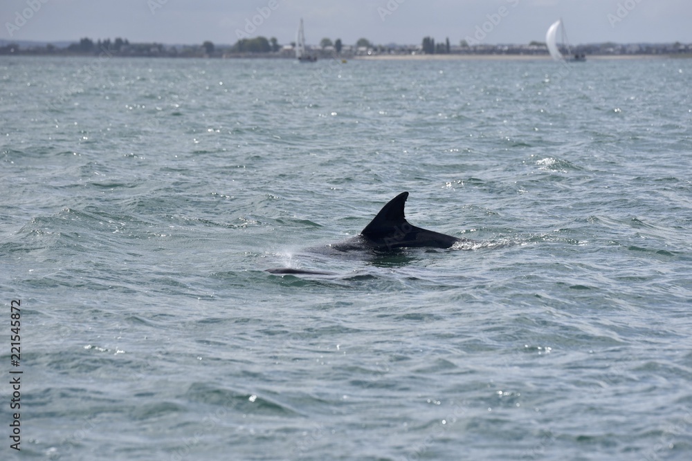 Naklejka premium Dauphins