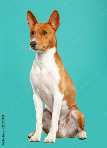 Fototapeta Naklejka Na Ścianę i Meble -  Basenji Dog on Isolated Blue Background in studio