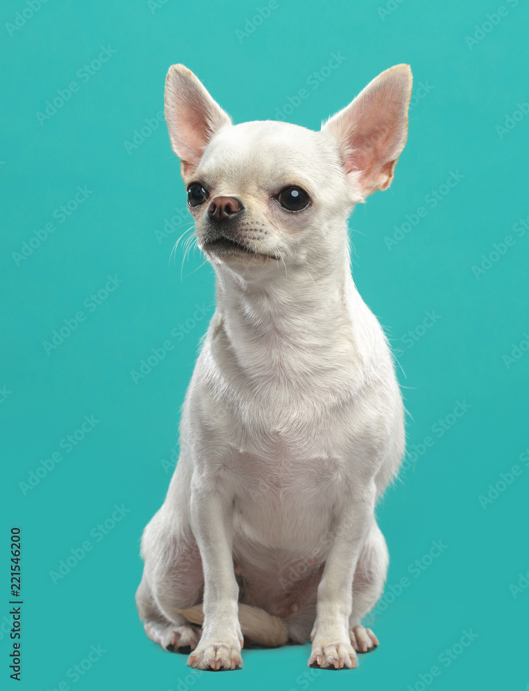 Chihuahua Dog Isolated on Blue Background in studio Chihuahua Dog Isolated on Blue Background in studio