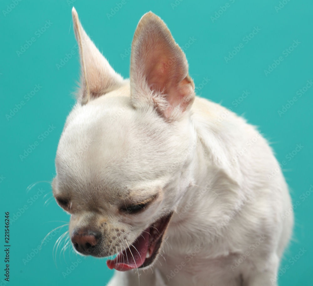 Chihuahua Dog Isolated on Blue Background in studio Chihuahua Dog Isolated on Blue Background in studio