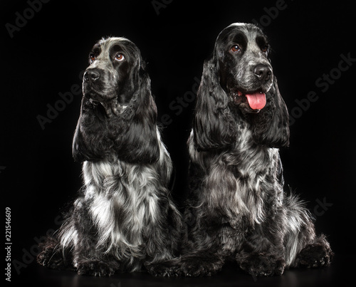 Fotografie English cocker spaniel Dog  Isolated  on Black Background in studio
