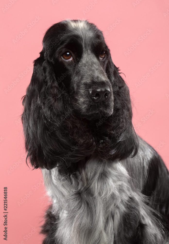 English cocker spaniel Dog Isolated on Pink Background in studio English cocker spaniel Dog Isolated on Pink Background in studio