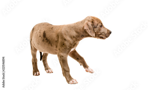 Cute pit bull puppy standing with a raised paw, isolated on white background © sonsedskaya