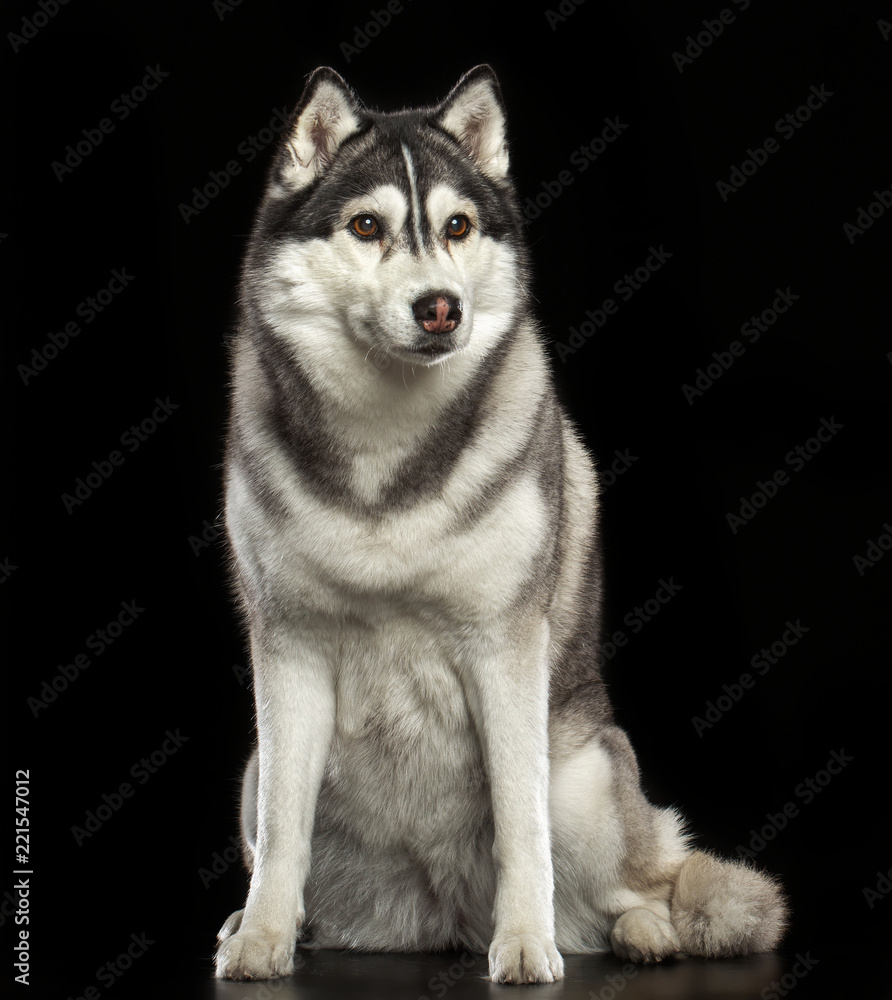 Siberian Husky Dog Isolated  on Black Background in studio