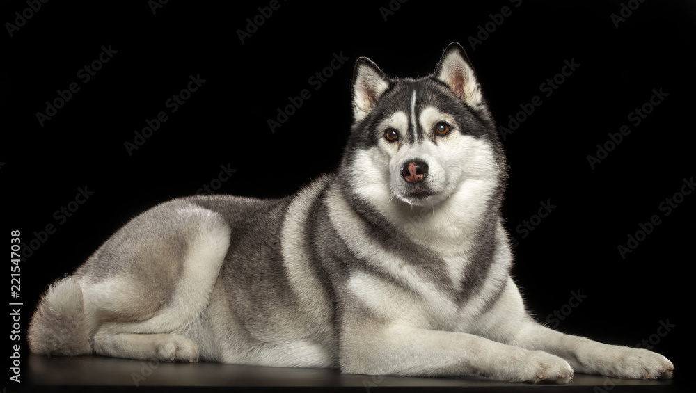 Fototapeta premium Siberian Husky Dog Isolated on Black Background in studio
