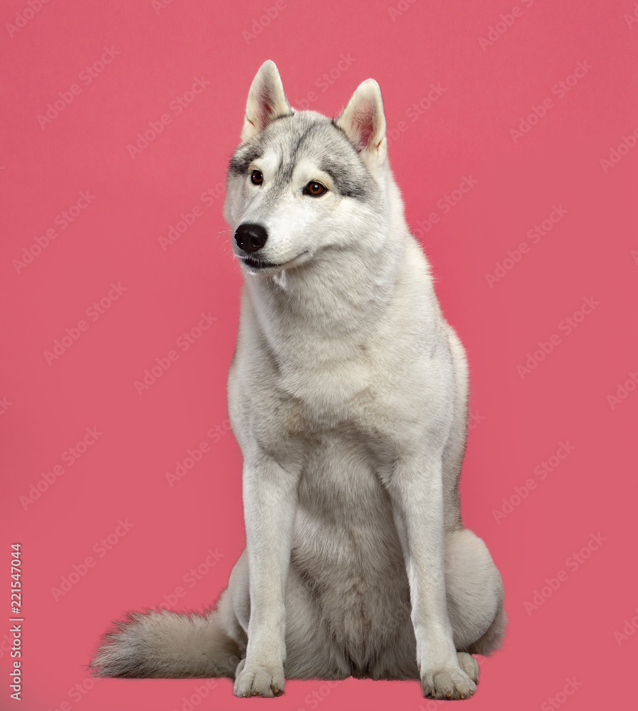 Siberian Husky Dog Isolated on Pink Background in studio Siberian Husky Dog Isolated on Pink Background in studio