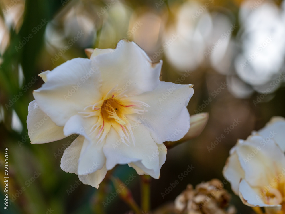 Obraz premium Oleander flowers on the branch of the bush