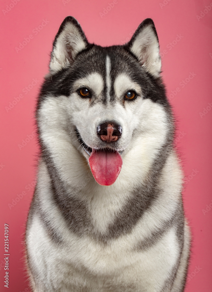 Siberian Husky Dog Isolated on Pink Background in studio Siberian Husky Dog Isolated on Pink Background in studio