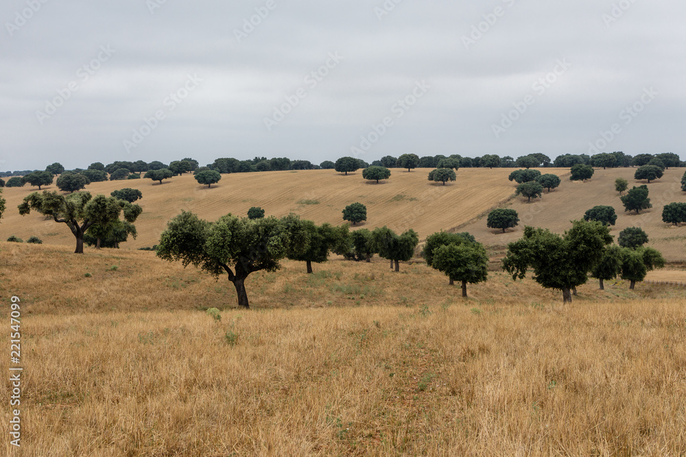 Fields of the dehesa of Salamanca, Spain