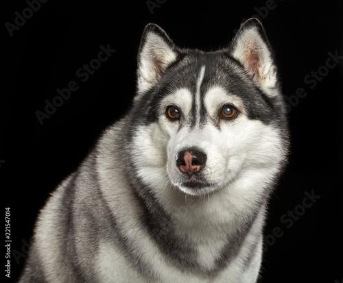 Fototapeta Naklejka Na Ścianę i Meble -  Siberian Husky Dog Isolated  on Black Background in studio