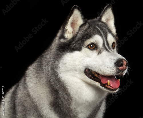 Siberian Husky Dog Isolated  on Black Background in studio