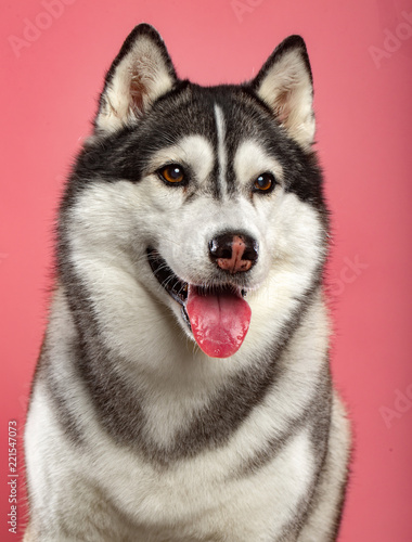 Fototapeta Naklejka Na Ścianę i Meble -  Siberian Husky Dog Isolated  on Pink Background in studio